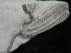 Super Decadocrinus Tumidulus Crinoid - Indiana #8339-1